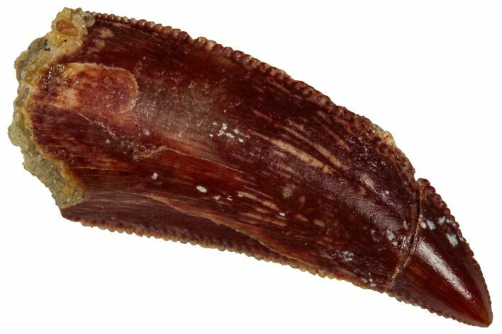 Serrated Raptor Tooth - Real Dinosaur Tooth #298111